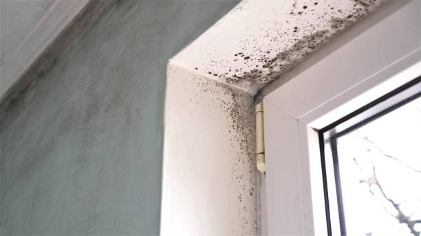 Best Commercial Mold Removal  in Boonville, CA
