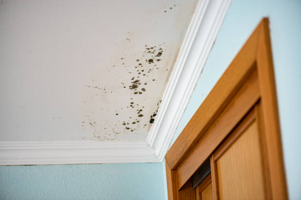 Best Black Mold Removal  in Boonville, CA