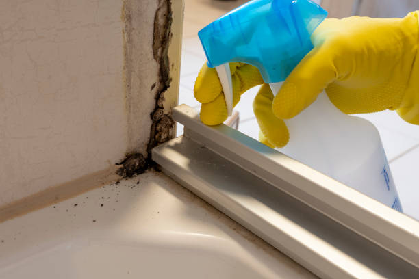 Professional Mold Removal in Boonville, CA