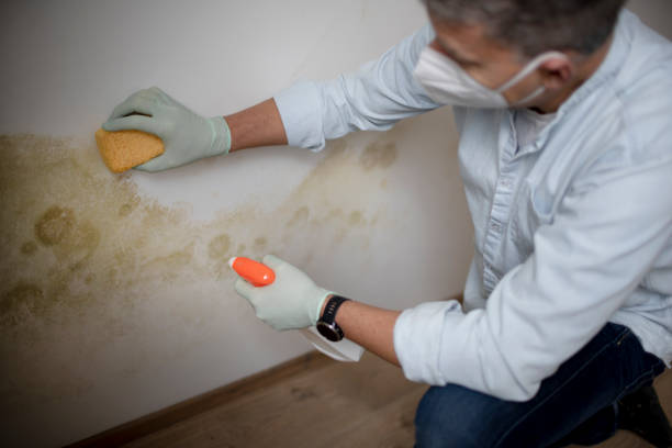Best Mold Inspection  in Boonville, CA