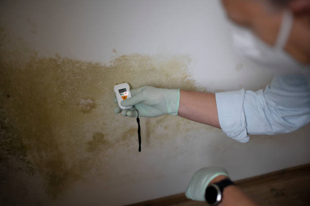 Attic Mold Removal in Boonville, CA