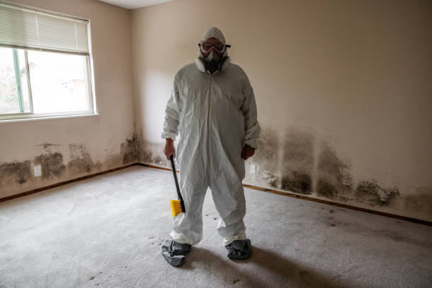 Best Local Mold Removal Service  in Boonville, CA