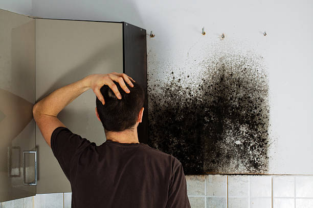 Best Mold Cleaning Services  in Boonville, CA