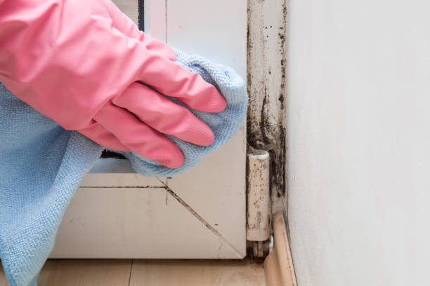 Best Affordable Mold Removal  in Boonville, CA